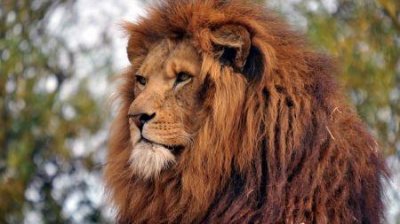 ​亚洲狮：体型最小的狮子体长1.7米喜欢五只成群狩猎