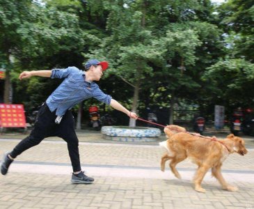 ​狗狗走失，莫惊慌，五个方法帮你找回它