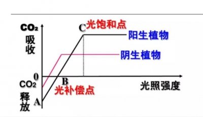 ​光补偿点与光饱和点简析