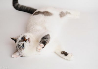 ​猫咪耳螨是什么样子