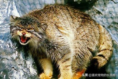 ​身材丰满表情呆萌的兔狲，却是＂最凶猛＂的猫