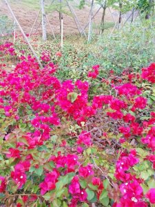 ​花朝节的由来