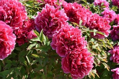 ​曹州百花园，国色天香花盛开