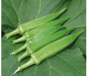 ​羊角菜？是啥？你有吃过吗？