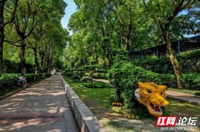 ​湘潭和平公园里撞见一百年呆萌“树老虎”，是很多人的童年记忆