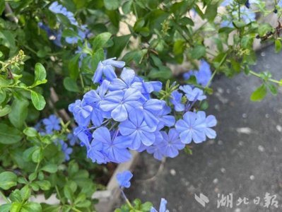 ​鹤峰：蓝雪花 夏日里的淡雅幽蓝