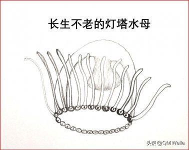 ​最长寿的动物有哪些？
