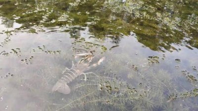 ​澳洲淡水龙虾的6个特点，颜值高且营养丰富，成为虾界“新宠”