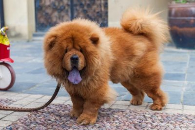 ​为何大家都不太敢养“松狮犬”？网友：养过一次就怕了