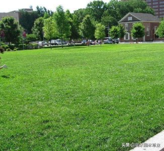 ​四季常青草之称的早熟禾：耐寒性极强适合大部分北方地区草坪建植