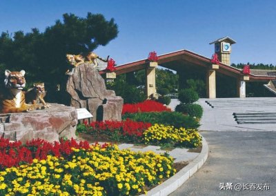 ​走进长春！100个网红打卡地之东北虎园