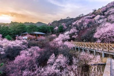 ​太原迎春，从漫山桃花开始！桃花沟，约起！