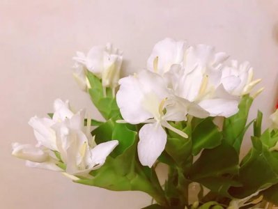 ​好处多多的野姜花，你认识吗？
