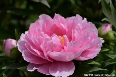 ​唯有牡丹真国色是谁的诗作,唐代刘禹锡(后半句是花开时节动京城)