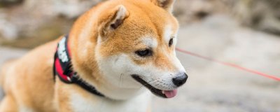 ​旺柴表情是什么意思