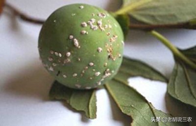 ​老农：“要想消灭蚧壳虫，快找食醋也许行”，食醋能消灭它们吗？