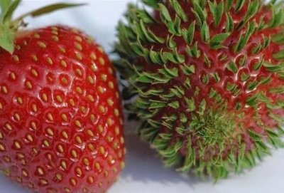 ​草莓种子发芽需要多长时间？草莓种子发芽需要什么条件？