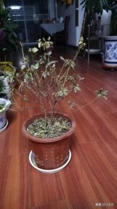 ​杜鹃花，叶子全部干枯、脱落，还有救吗？
