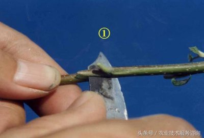 ​嫁接技术之嵌芽接嫁接方法图解