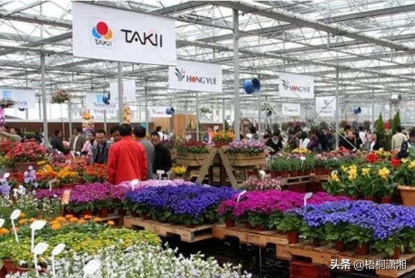 中国最大的花卉批发市场在哪里（国内10大花卉市场）