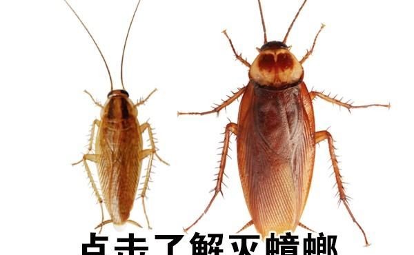 怎么消灭家中的蟑螂,如何消灭家中的蟑螂图3