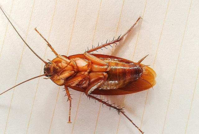 夏季家里蟑螂多如何消灭彻底