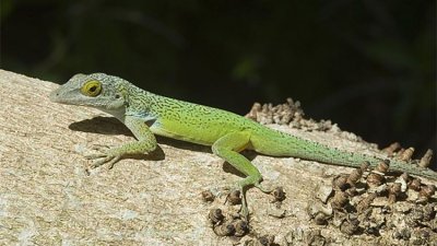 ​5种适合新手养的入门级宠物蜥蜴
