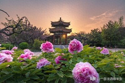 ​洛阳和菏泽，谁的牡丹甲天下？