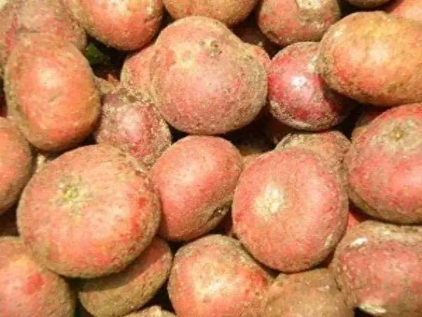 “地枇杷”：一种很受农村小孩欢迎的野果