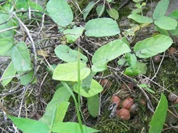 “地枇杷”：一种很受农村小孩欢迎的野果