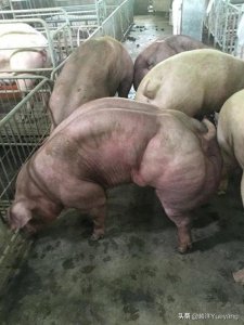 ​满身肌肉的猪，胜似“天蓬元帅”，屠夫表示：杀不得！