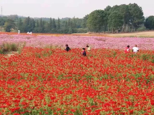 高淳桠溪:慢城有个“慢镇”,生生慢成了“空城”!