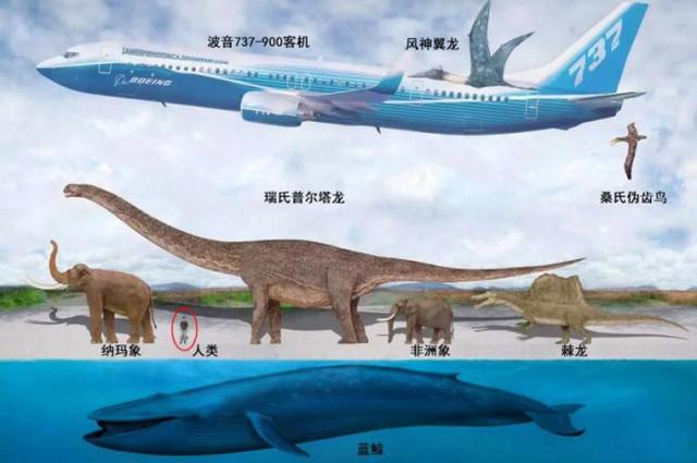 易碎双腔龙(易碎双腔龙有天敌吗)-图3