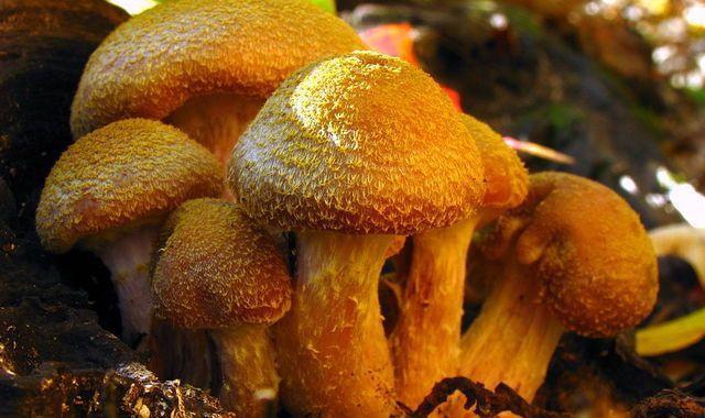 易碎双腔龙(易碎双腔龙有天敌吗)-图10