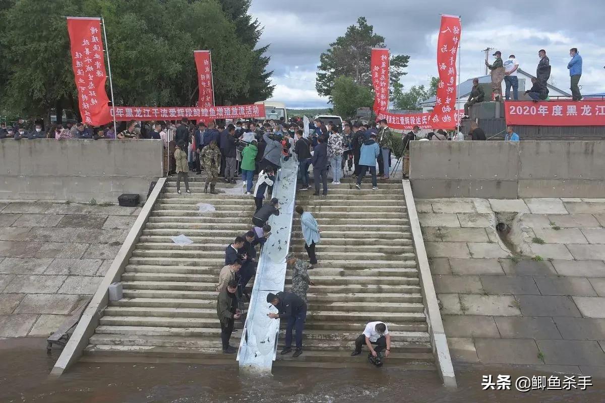 达氏鳇鱼的别称(达氏鳇鱼和中华鲟区别)-图9