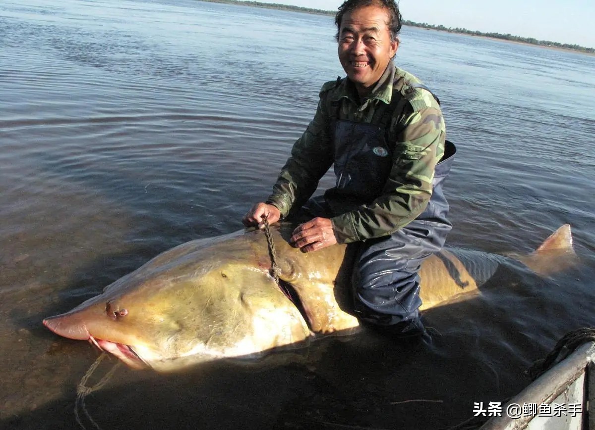 达氏鳇鱼的别称(达氏鳇鱼和中华鲟区别)-图11