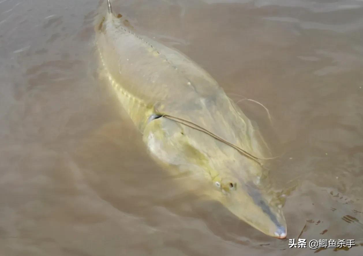 达氏鳇鱼的别称(达氏鳇鱼和中华鲟区别)-图10