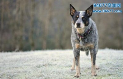 ​什么狗最聪明?世界上最聪明的十种狗(牧羊犬第一)