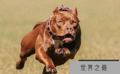 ​世界上最可怕的动物，被视为邪恶的化身