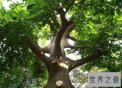 世界上最毒的树木,见血封喉让人闻风丧胆!