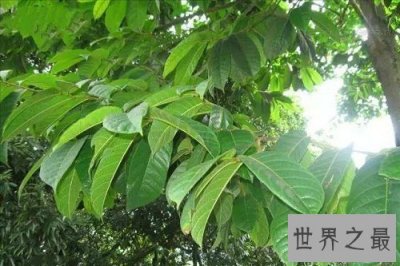 ​世界上最毒的树木，见血封喉让人闻风丧胆！