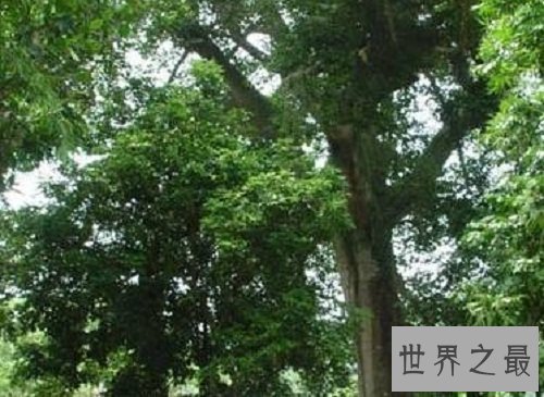 世界上最毒的树木,见血封喉让人闻风丧胆!