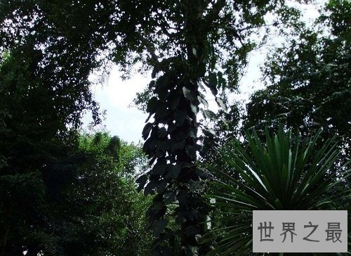 世界上最毒的树木,见血封喉让人闻风丧胆!