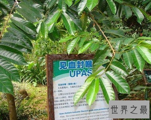 世界上最毒的树木,见血封喉让人闻风丧胆!