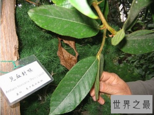世界上最毒的树木,见血封喉让人闻风丧胆!
