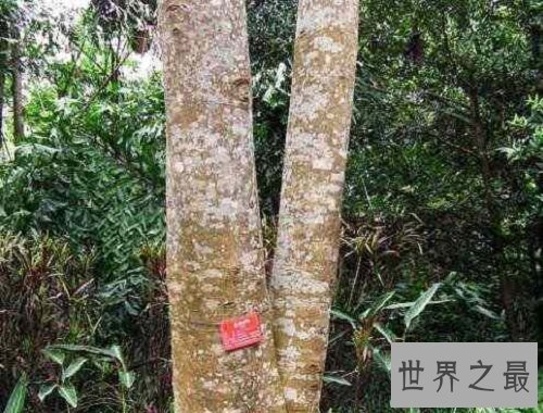 世界上最毒的树木,见血封喉让人闻风丧胆!