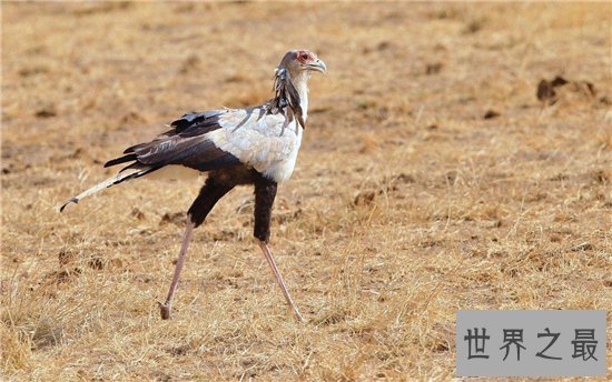 动物世界蛇的天敌,蛇和蛇鹫大战现场