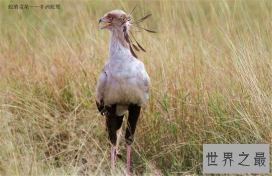动物世界蛇的天敌,蛇和蛇鹫大战现场