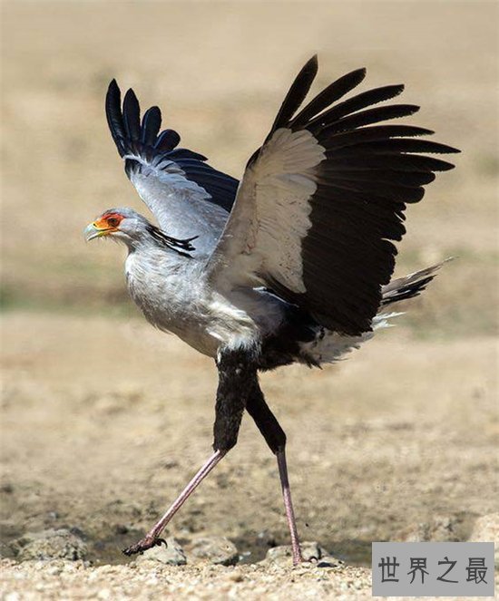 动物世界蛇的天敌,蛇和蛇鹫大战现场