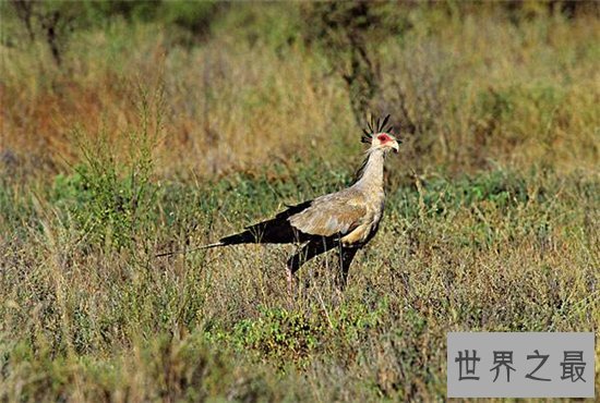 动物世界蛇的天敌,蛇和蛇鹫大战现场